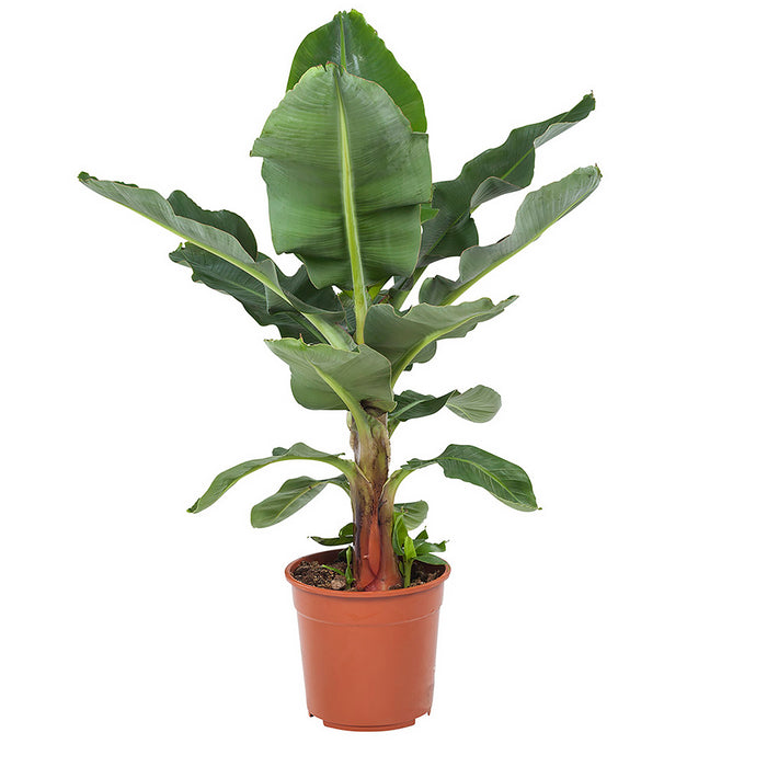 Flora@Home | Bananenplant in ELHO ® Pure Round (Zwart)