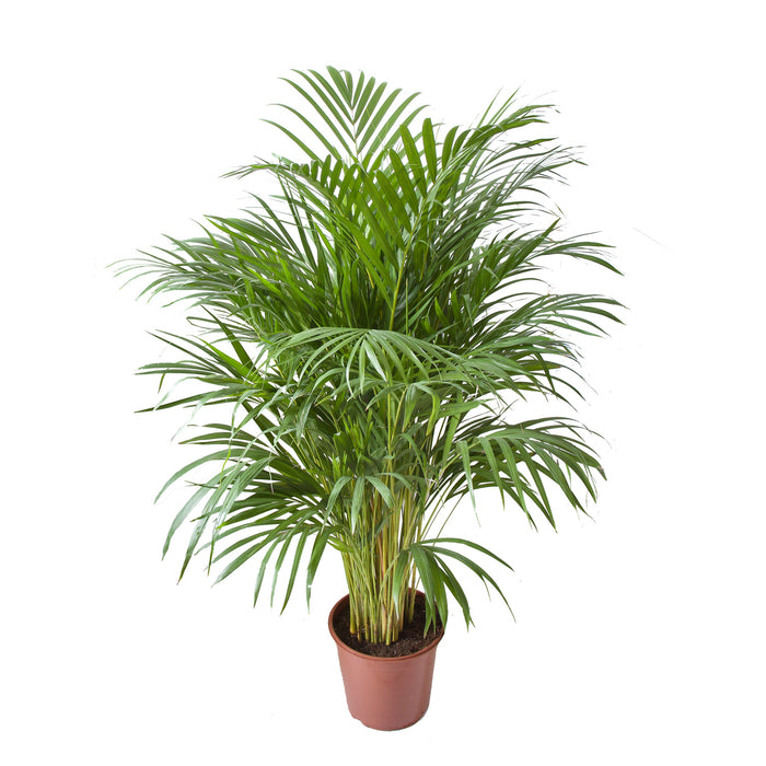 Flora@Home | Areca Palm ELHO ® Pure Round (Antraciet)