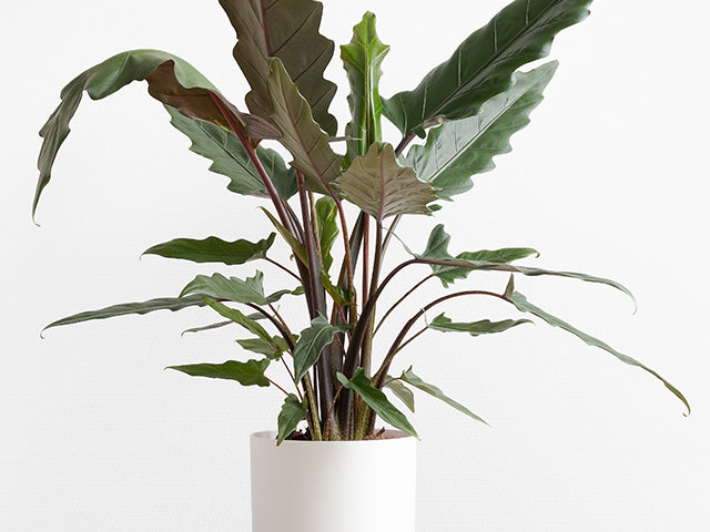 Bloomique - Alocasia Lauterbachiana P19H60