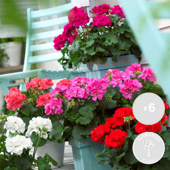 Bloomique - 6x Pelargonium Mix Staand – Geranium – ⌀10,5 - ↕15-20