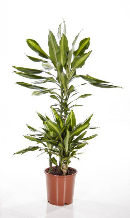 Fleur.nl | Dracaena Cintho 2-stam | Drakenbloedboom