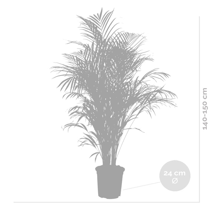 Bloomique - Dypsis Lutescens - Goudpalm - ⌀24 cm - ↕140-150 cm