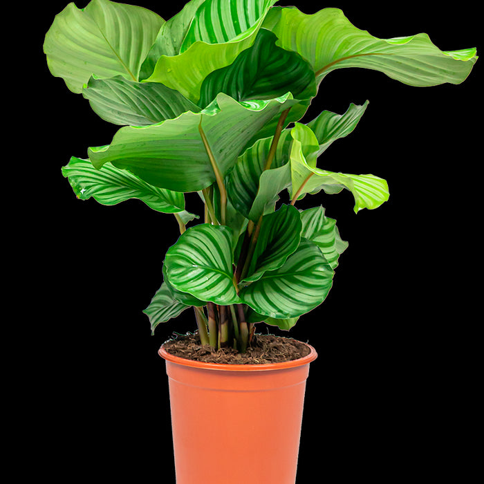 4267ff3f-c008-4c51-8fe7-70334aae0773-sfeerbeeld.jpg (4498964)