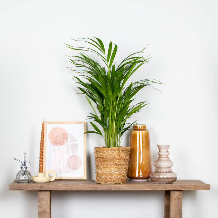 Bloomique - Dypsis Lutescens - Goudpalm - ⌀17 cm - ↕60-70 cm