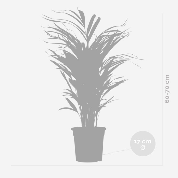 Bloomique - Dypsis Lutescens - Goudpalm - ⌀17 cm - ↕60-70 cm