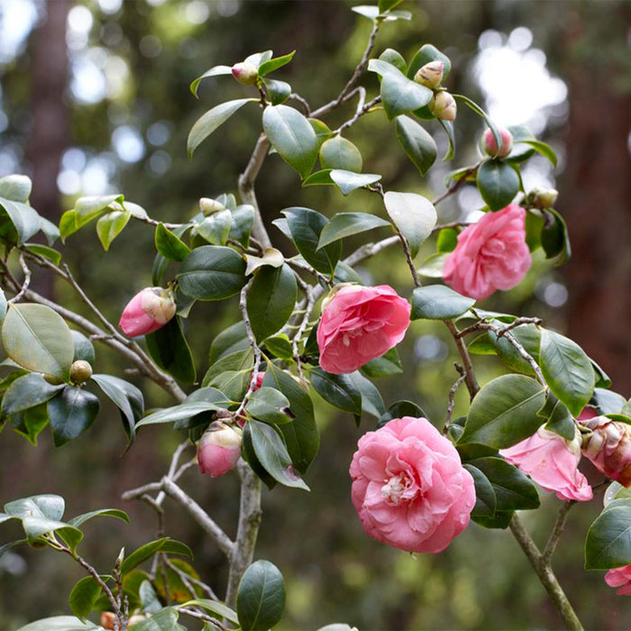 Bloomique - Camellia – Japanse roos - ⌀15 cm - ↕30-35 cm