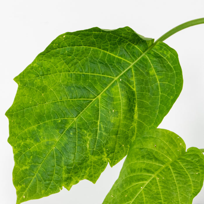 Bloomique - 3x Brugmansia Mix – Engelentrompet – ⌀9 cm - ↕25-30 cm