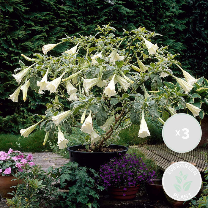 Bloomique - 3x Brugmansia Mix – Engelentrompet – ⌀9 cm - ↕25-30 cm