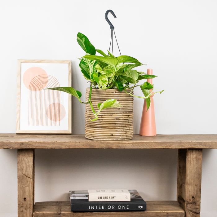 Bloomique - Scindapsus Marble Queen – ⌀17 cm - ↕35-45 cm