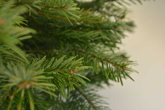 Plant&More - Nordmann Kerstboom - Zonder Kluit