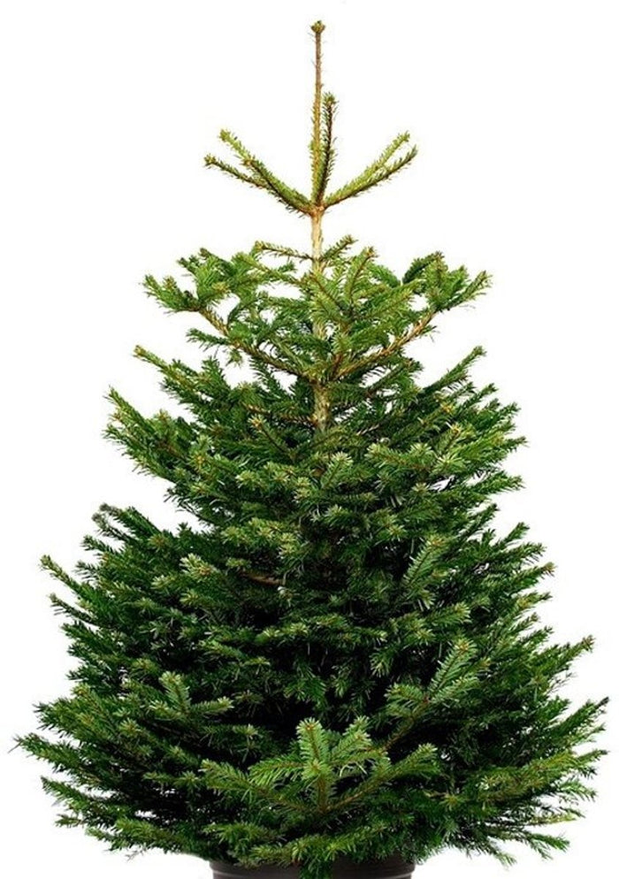 Plant&More - Nordmann Kerstboom - Zonder Kluit