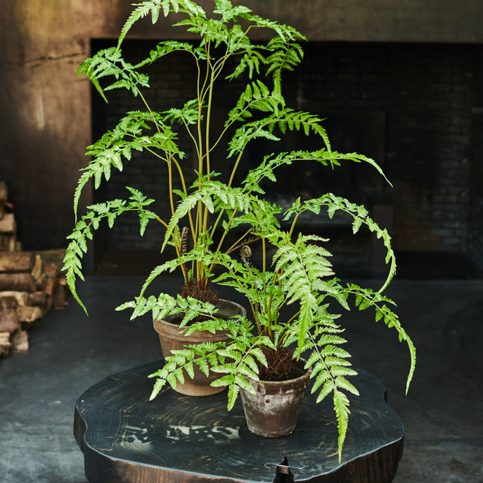 Silk-ka Kunstplant Varen Zijde Groen 90 cm