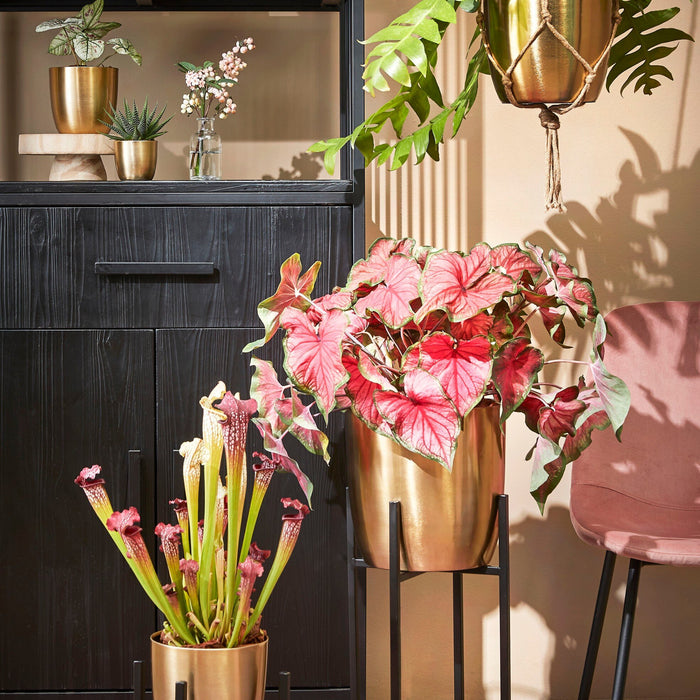 9e21cfc2-a13b-4980-a1a4-8e599c6829dc-afbeelding8.jpg (4750161)