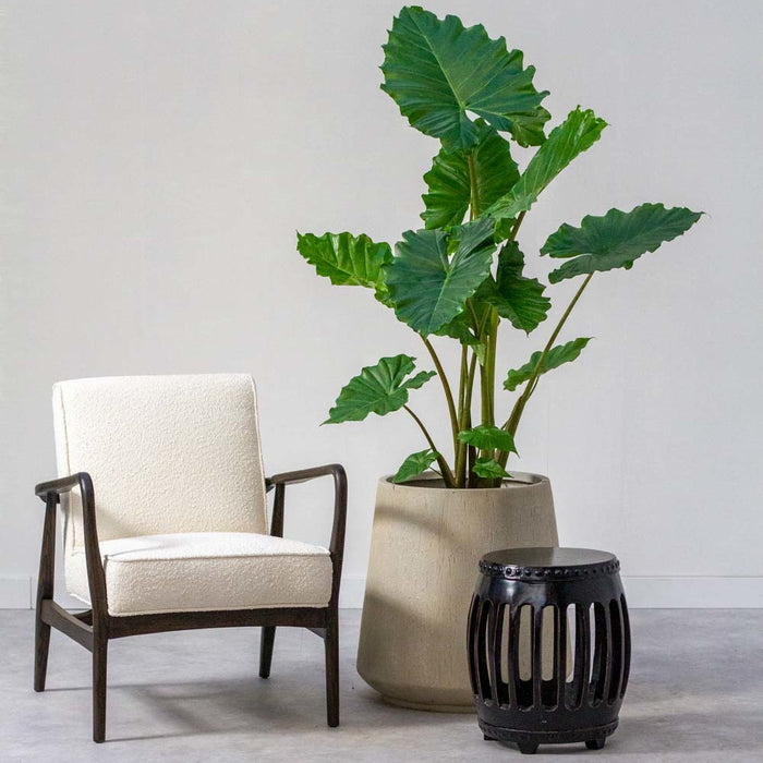 Fleurdirect Alocasia Portadora L