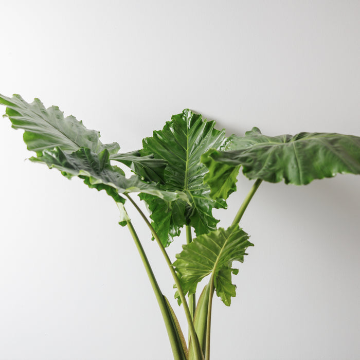 298353ff-c182-4b8a-b648-f078546e2f96-afbeelding4.jpg (4752444)