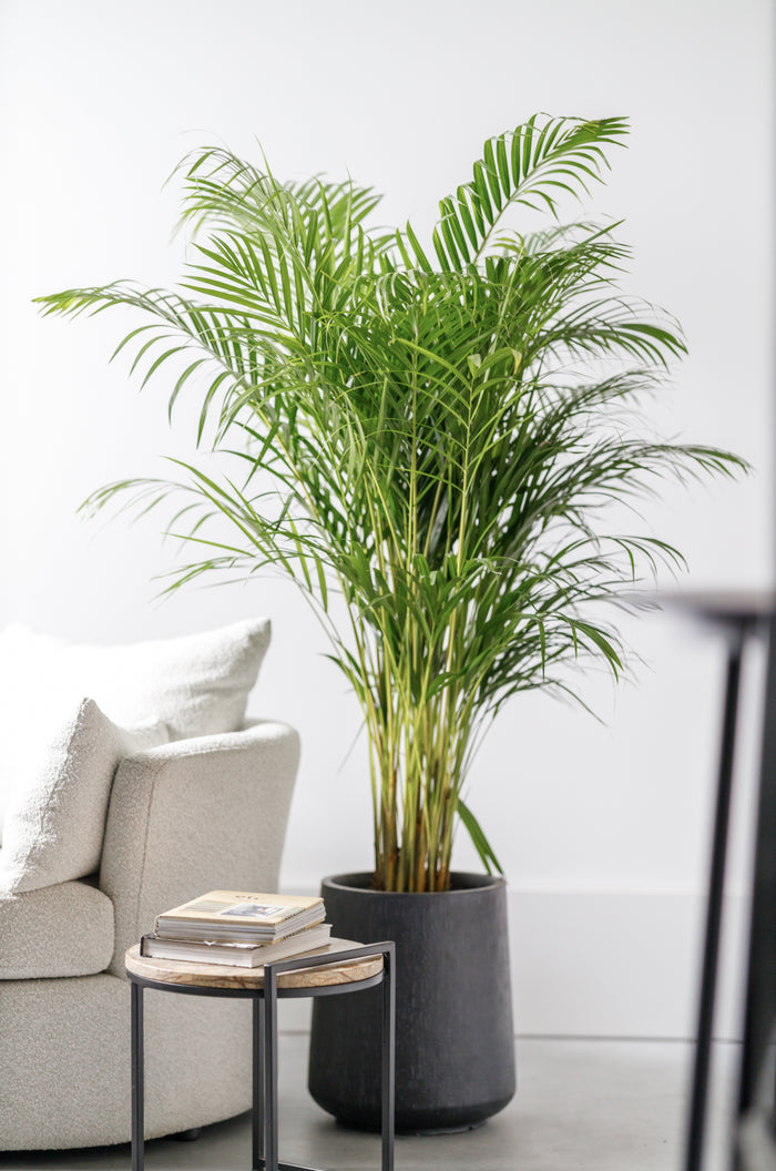 ae8da6ab-0018-412f-99a0-db8f05f3c13b-afbeelding4.jpg (4764099)