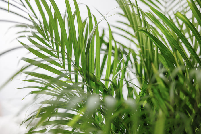 ae8da6ab-0018-412f-99a0-db8f05f3c13b-afbeelding5.jpg (4764100)