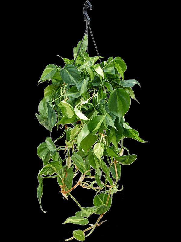 34716f85-b89f-493b-b8ef-5cf04ae1c34d-afbeelding3.jpg (4786552)