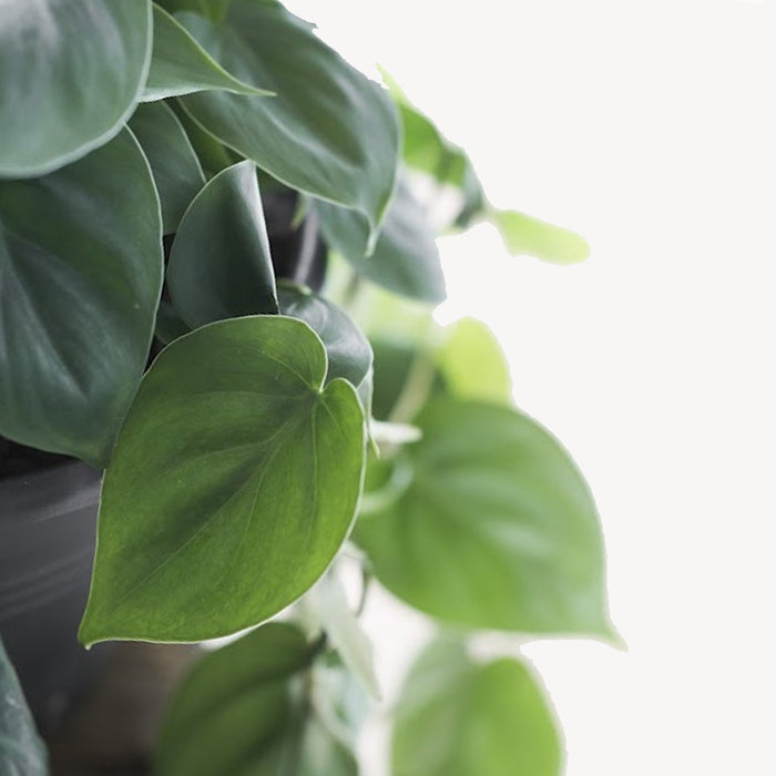 Fleurdirect Philodendron Scandens