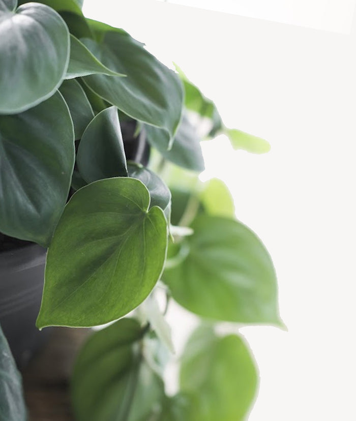 Fleurdirect Philodendron Scandens
