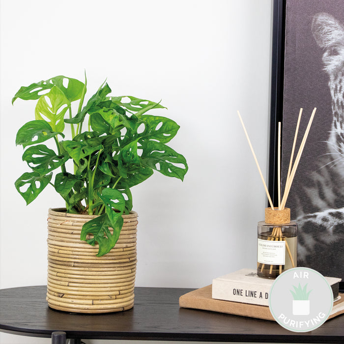 185281c5-93b3-4d5c-bd2b-36dd96dbd792-sfeerbeeld.jpg (4840857)