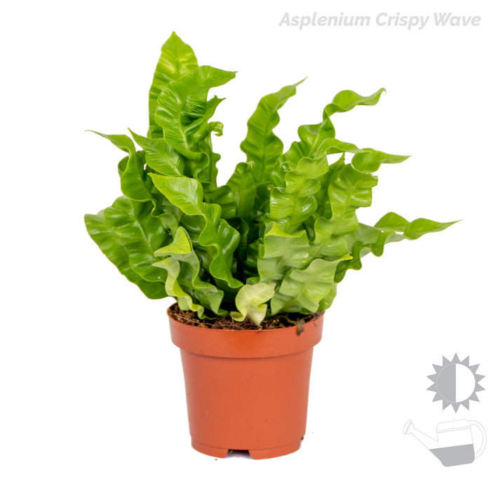 Bloomique - 3x Luchtzuiverende Varen Mix – ⌀12 cm - ↕25-35 cm