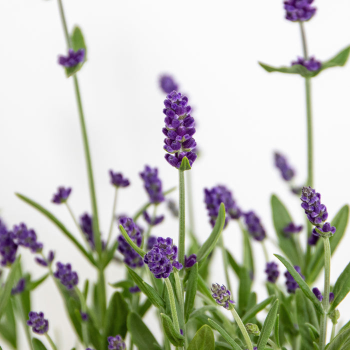 Bloomique - 3x Lavandula 'Ardèche Blue' – ⌀10,5 cm - ↕10-15 cm
