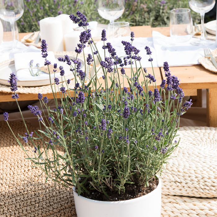 Bloomique - 3x Lavandula 'Ardèche Blue' – ⌀10,5 cm - ↕10-15 cm