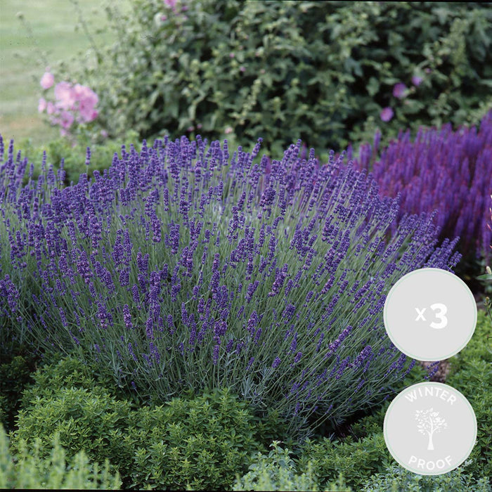 Bloomique - 3x Lavandula 'Ardèche Blue' – ⌀10,5 cm - ↕10-15 cm