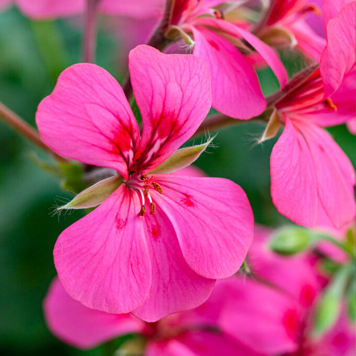 Bloomique - 6x Geranium Mix Hangend – ⌀10,5 cm - ↕15-20 cm