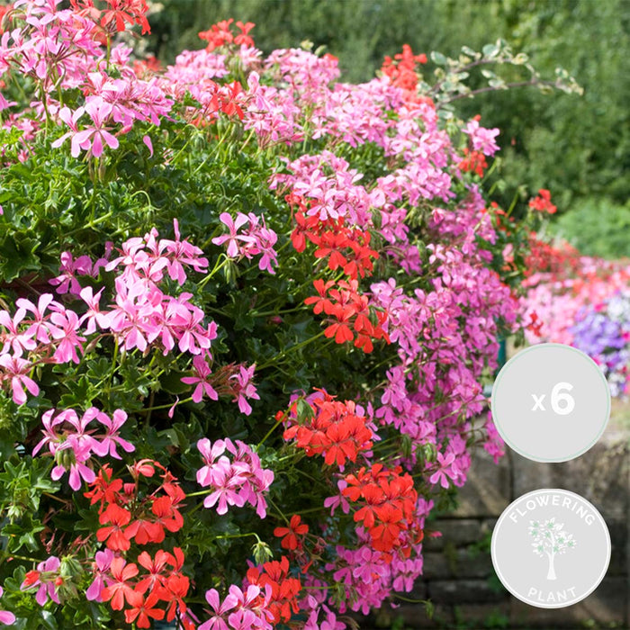 Bloomique - 6x Geranium Mix Hangend – ⌀10,5 cm - ↕15-20 cm