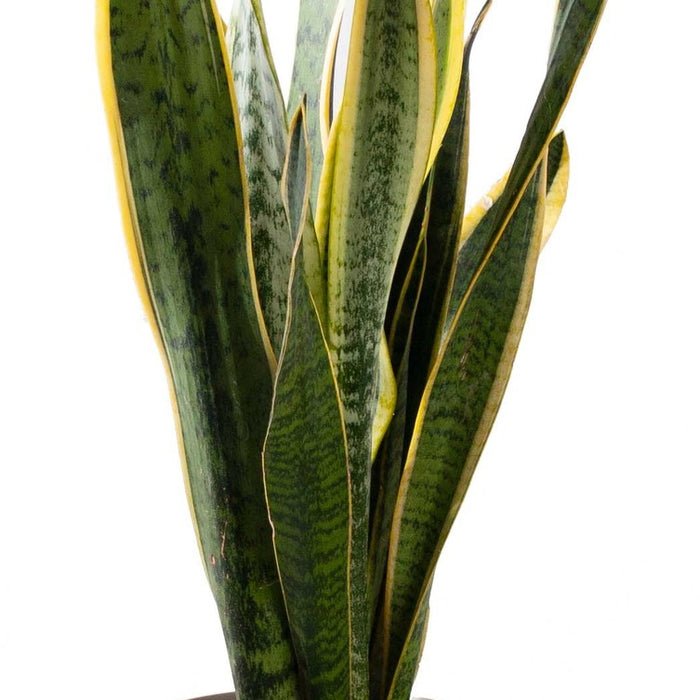 Elho Sansevieria Laurentii in Elho pot