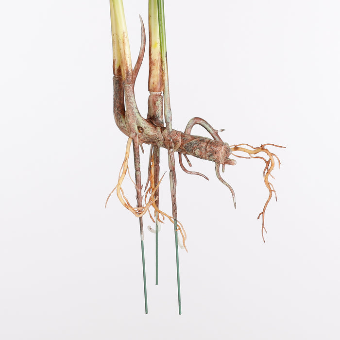 c3e6ce57-fd6b-4c35-8d91-886a25936385-afbeelding3.jpg (4940668)