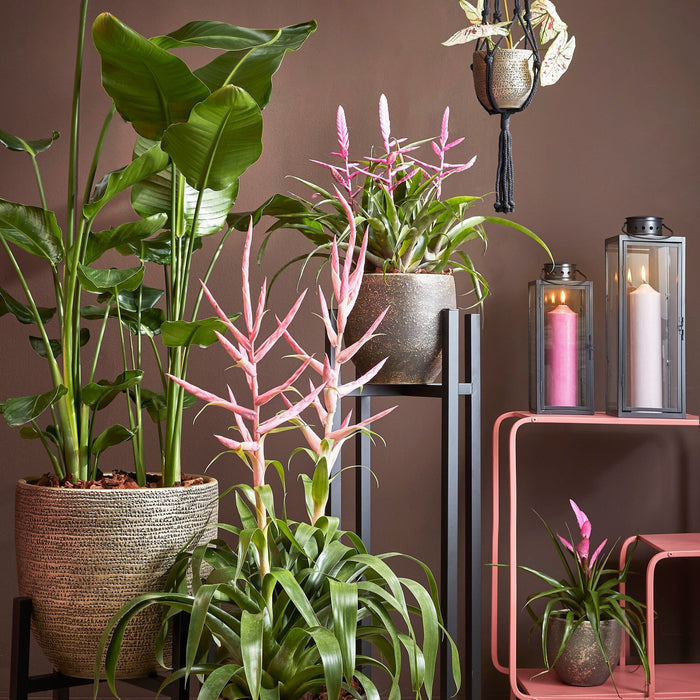 Mica Decorations Arzilla Lantaarn - L15 x B15 x H45 cm - Zwart