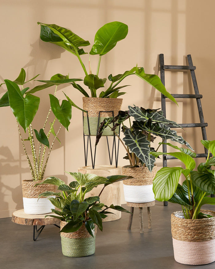 House of Seasons Ladderrek - L29 x B49 x H119 cm - Zwart