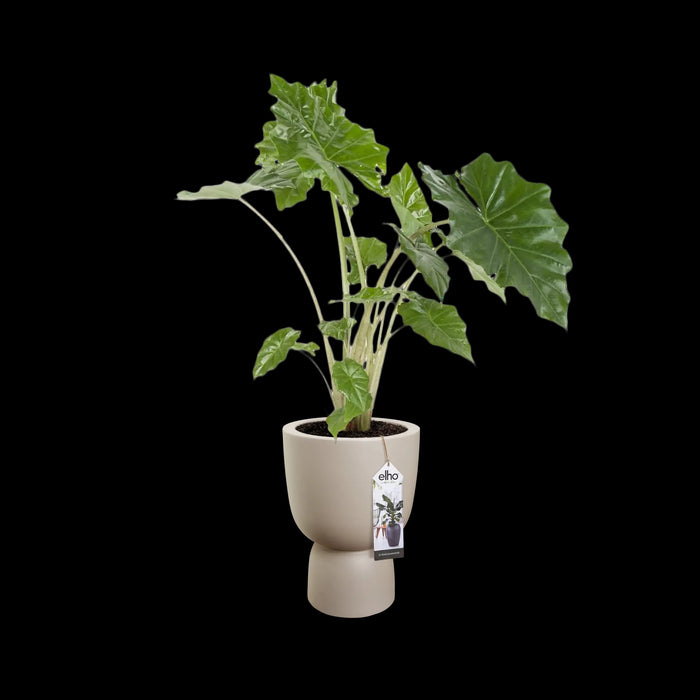 elho Pure Coupe Bloempot Ø 41 cm - Balanced Beige