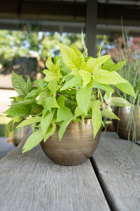 909ebf8d-0a83-41fb-9bd4-ae11da49e48e-afbeelding3.jpg (5027351)