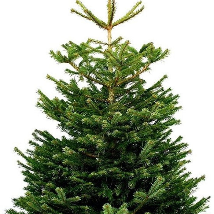 Plant&More - Nordmann Kerstboom 240-270 cm - Zonder Kluit