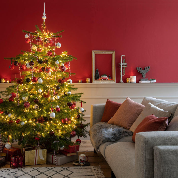 Plant&More - Nordmann Kerstboom 240-270 cm - Zonder Kluit