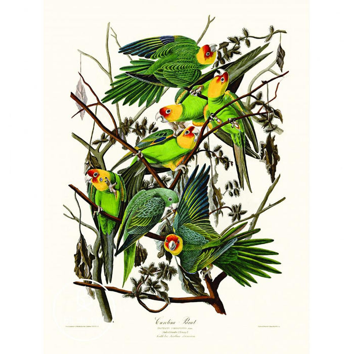 Reliving Carolina Papegaai Prent