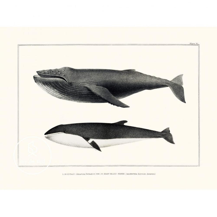 Reliving Bultrug En Orca Prent