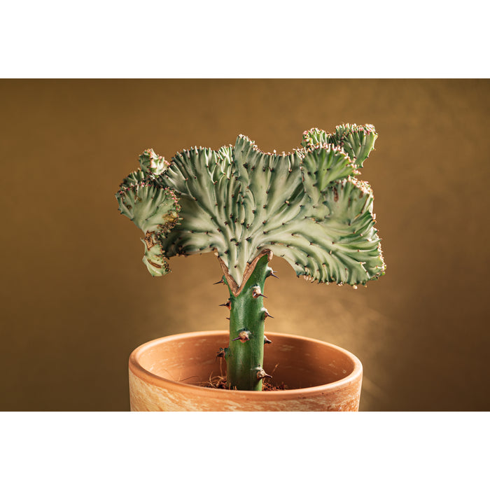 Bloomique - 2x Euphorbia Lactea 'Cristata' - ⌀11 cm - ↕30 cm