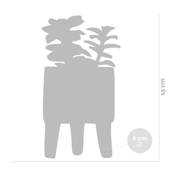 Bloomique - 4x Succulenten Mix Pot – Succulenten – ⌀6 cm - ↕10-15 cm