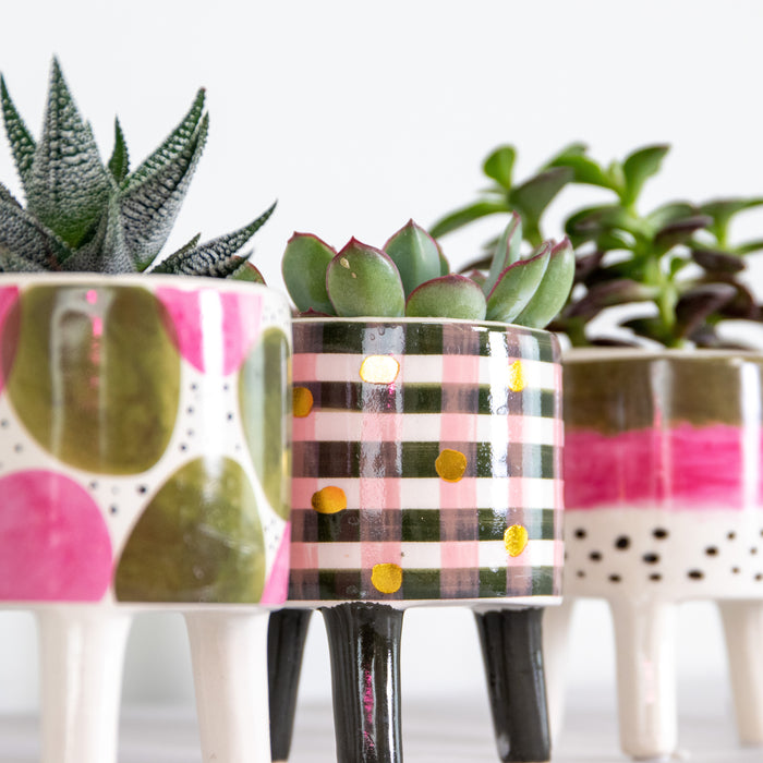 Bloomique - 4x Succulenten Mix Pot – Succulenten – ⌀6 cm - ↕10-15 cm