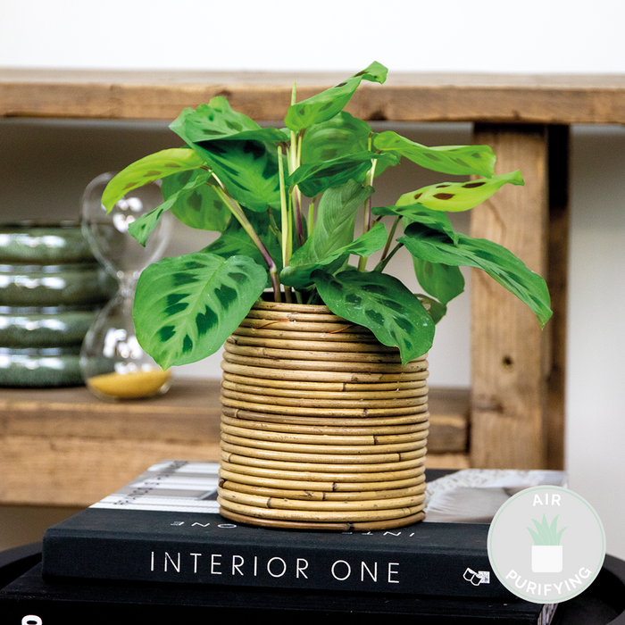 Bloomique - Maranta 'Kerchoveana'– Gebedsplant – ⌀12cm –↕10-15cm