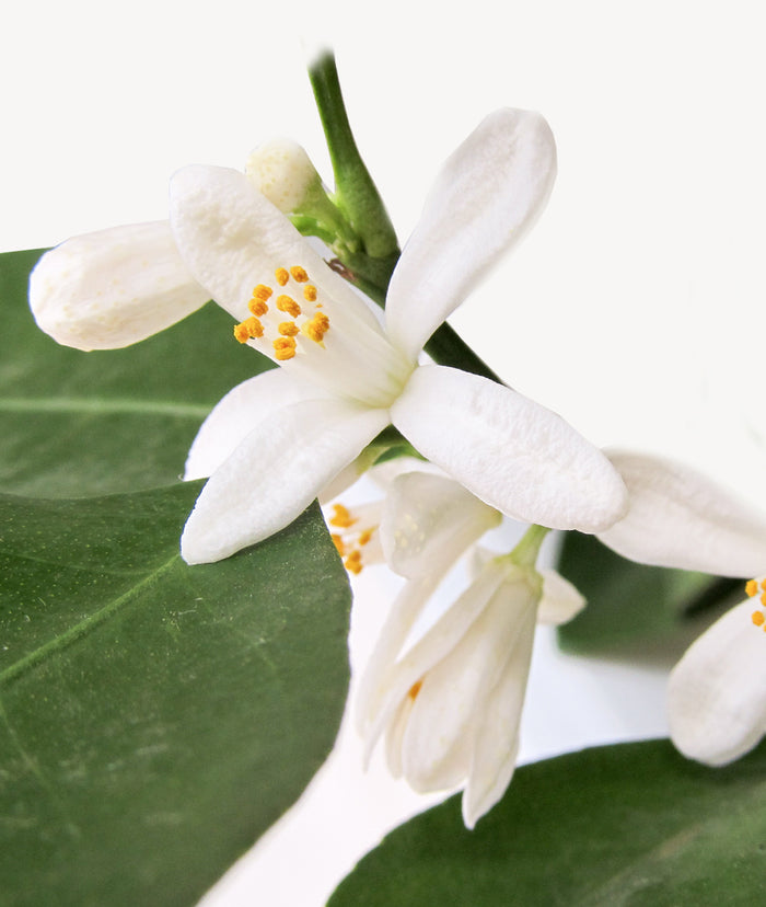 Fleurdirect Sinaasappelboom op rek M