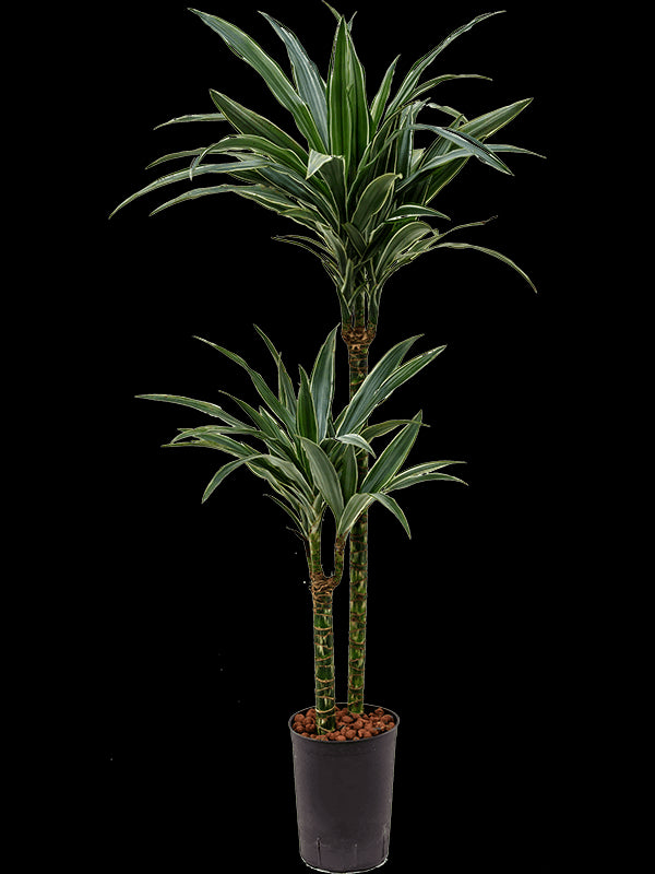 0b30d6ba-45d2-4d96-99ad-d5c370cd6308-afbeelding4.jpg (5266094)