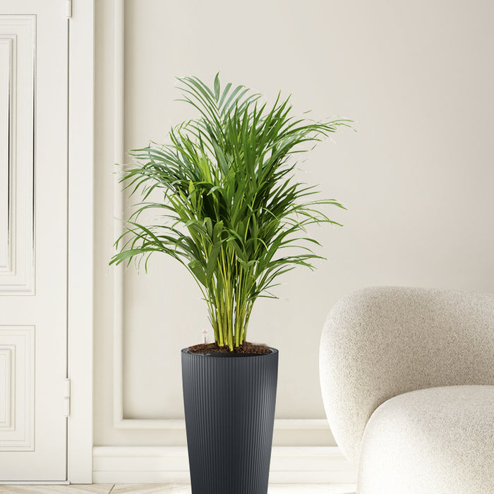 Lechuza Goudpalm in Zelfwatergevende pot