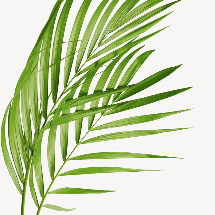 Lechuza Goudpalm in Zelfwatergevende pot