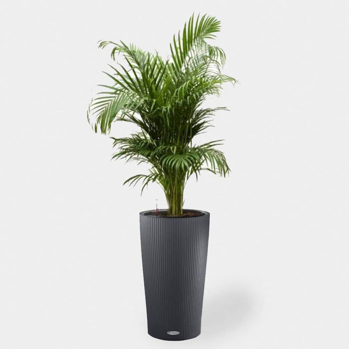 Lechuza Goudpalm in Zelfwatergevende pot